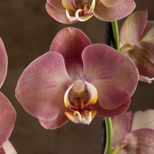 Орхидея Фаленопсис Астрид 2 ст