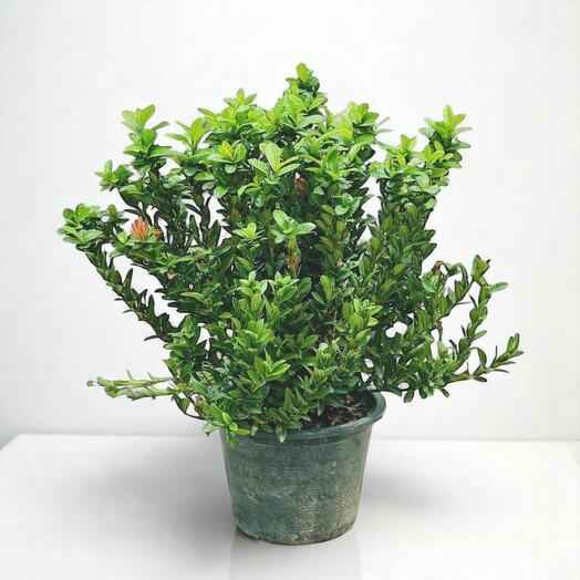 Ixora Chinensis