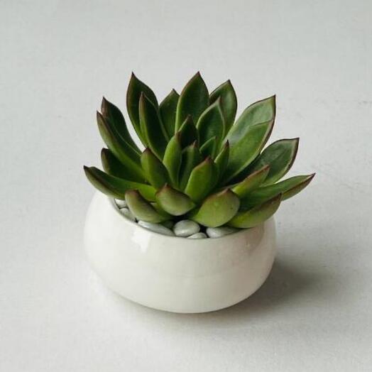 Homemade succulent flower in a planter