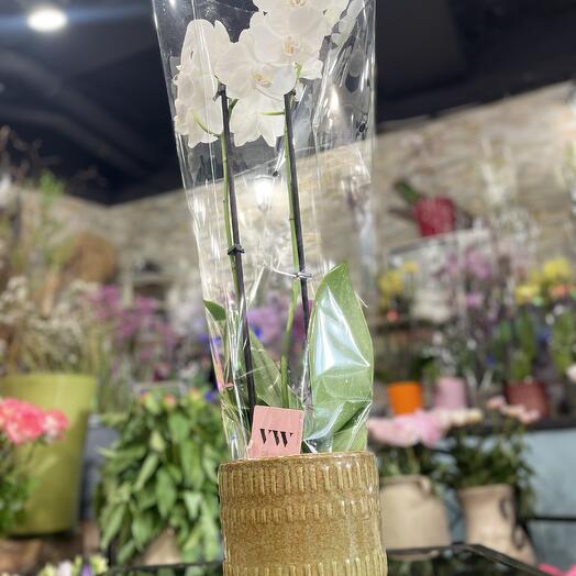Orchidee Blanche