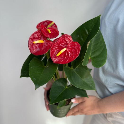 Антуриум 🪴