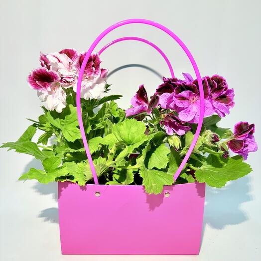 Набор 2штуки: Герань Пеларгония в подарочном пакете