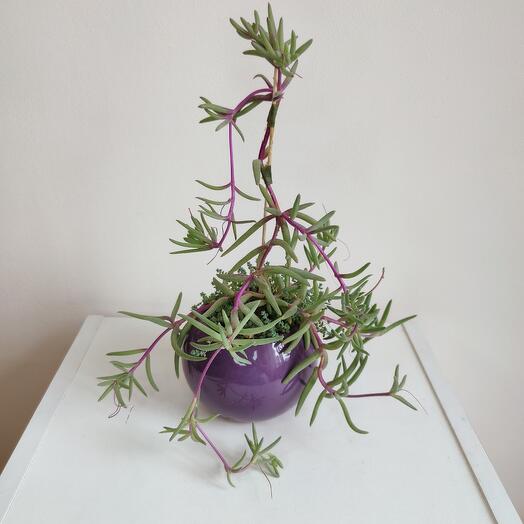 Суккуленты в круглом кашпо 🪴🌵