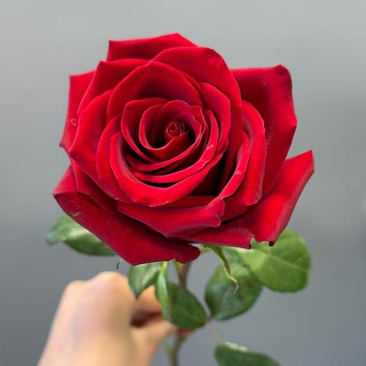 Роза красная🌹