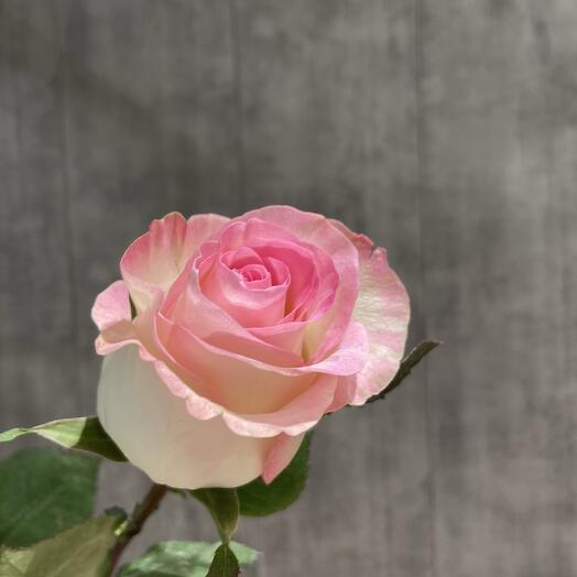 Нежная двухцветная бело- розовая Роза