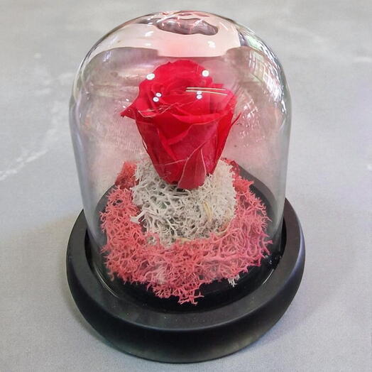 Rosa Fucsia Eterna en Campana de Cristal