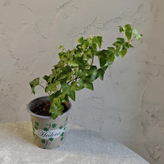 Комнатное растение Хедера Хеликс D9