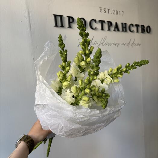 Моно фермерских антирринумов