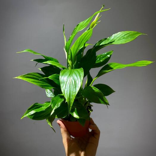 Спатифиллум