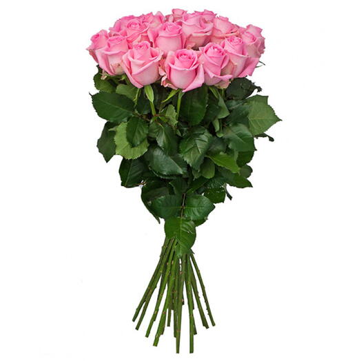19 rosas cor-de-rosa Equador