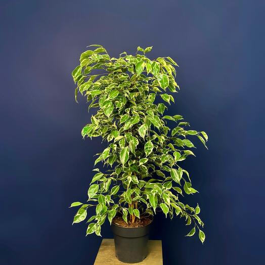 Фикус Бенджамина Голден