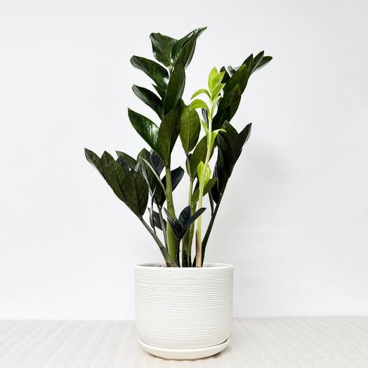 Замиокулькас Равен в белом керамическом горшке с поддоном, высота 45-50см