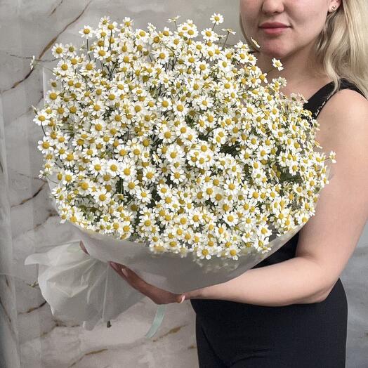 Полевые Ромашки 🤍