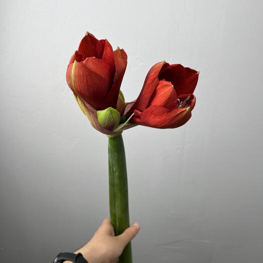 Амариллис