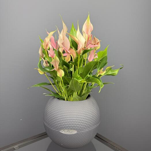 Антуриум Лили в кашпо Lechuza Puro D 20 Высота 40см