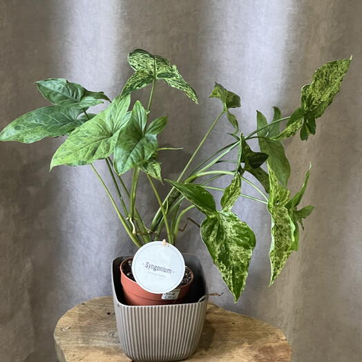 💚Сингониум (Syngonium) Комнатное растение в горшке цветы подарок маме, любимой девушке, женщине, жене, бабушке