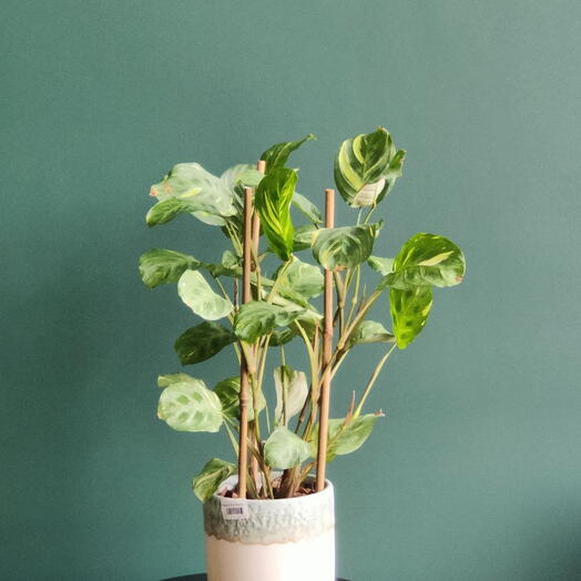 Маранта в кашпо