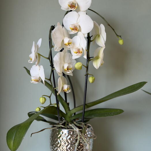 Белая орхидея