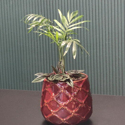 Хамедорея и пеперомия в красном кашпо