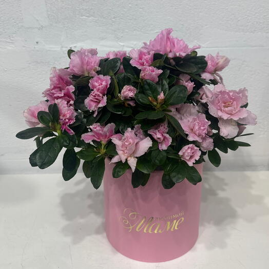 Азалия розовая в  кашпо тематическая упаковка