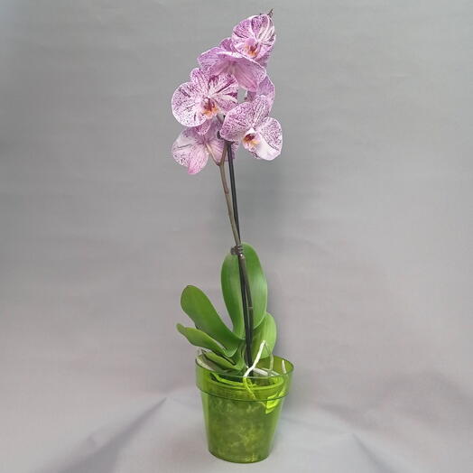 Комнатное растение Фаленопсис или Орхидея пурпурные капли