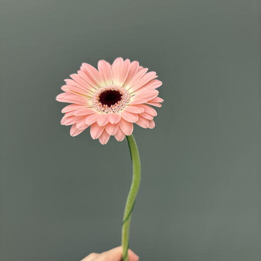 Гербера мини