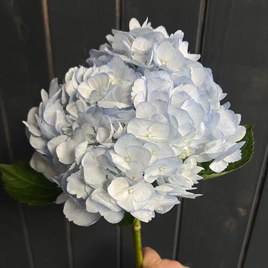 Синяя гортензия