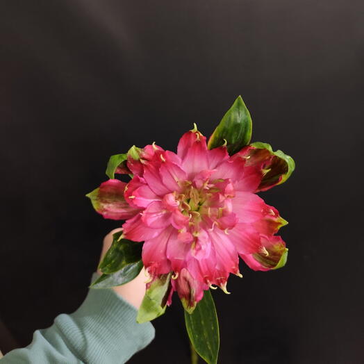 Альстромерии розовая