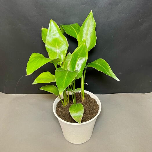 Стрелиция королевская в стильном кашпо d 18. 3 ствола