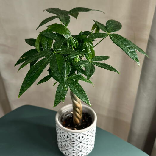 Пахира акватика коса