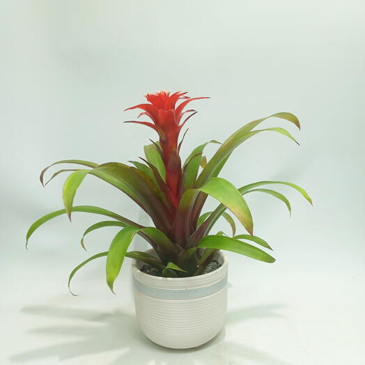 Бромелия Гузмания