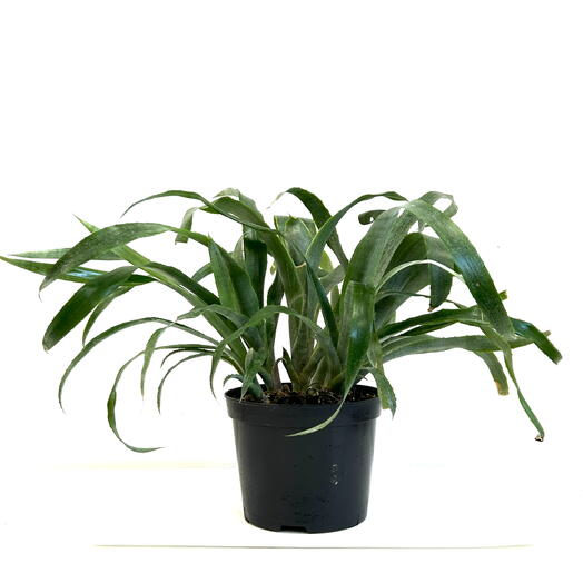 Эхмея (Aechmea) в пластиковом горшке