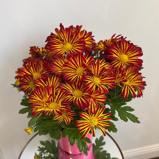 Хризантема пестрая в горшке