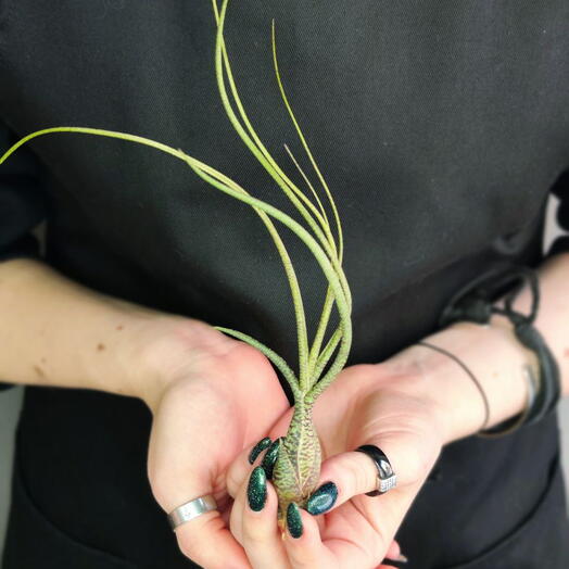 Тилландсия Бутзи (Tillandsia Butzii)