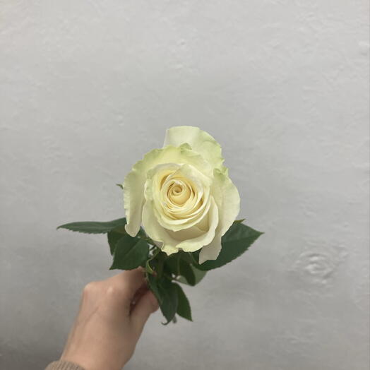 Роза белая
