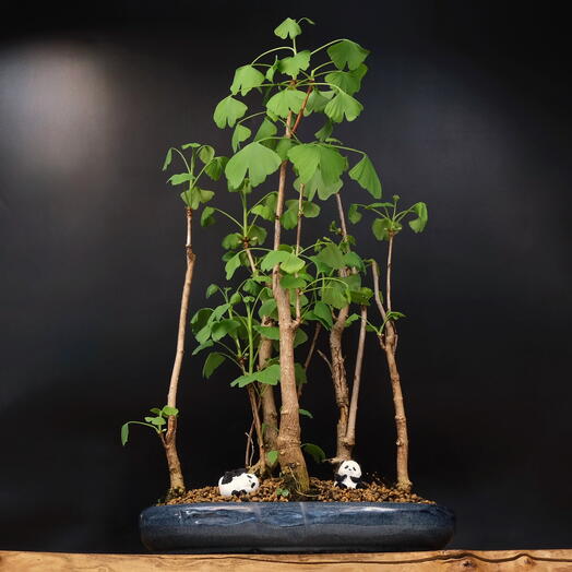 Лес из бонсай Гинкго Билоба, 50см, 10 лет
