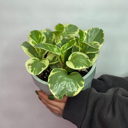 Комнатное растение Пеперомия Obtusfolia Variegata