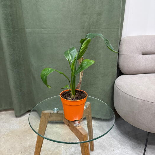Стрелиция / strelitzia Reginae /40