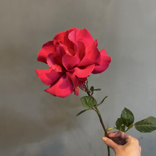 Роза