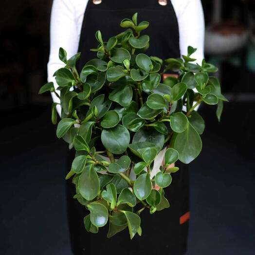 Пеперомия туполистная (Peperomia obtusifolia). Ампельная