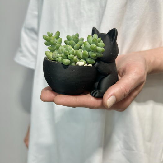 Кот Мару