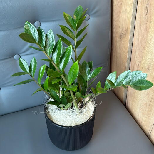Замиокулькас🌿Долларовое дерево в кашпо
