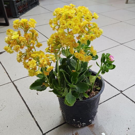 Kalanchoe Yellow