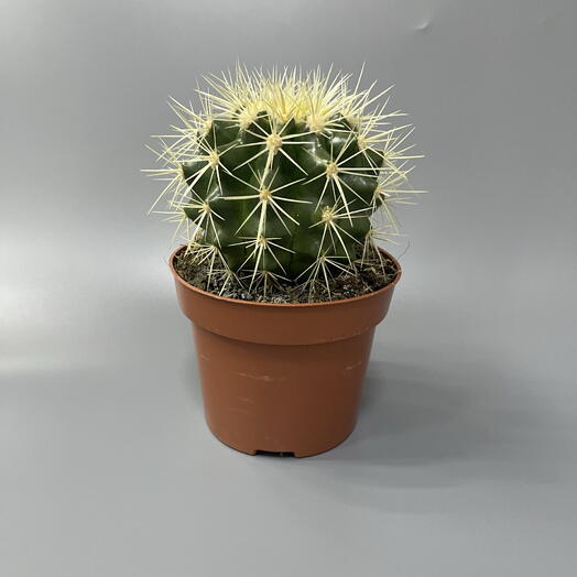 Комнатное растение кактус 🌵 шарообразный