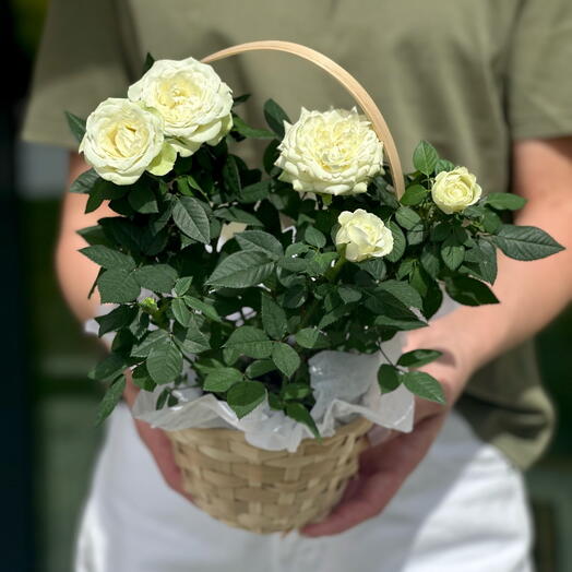 Роза кустовая белая в корзинке