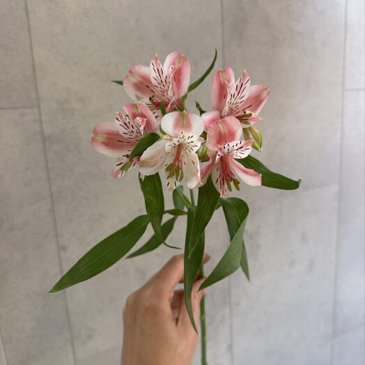 Альстромерия розовая