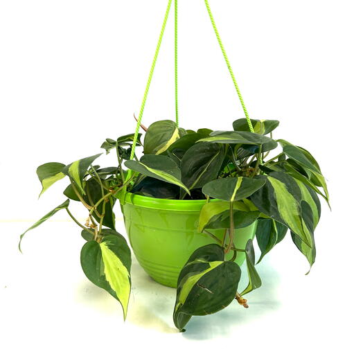 Филодендрон Бразил (Philodendron hederaceum Brasil ) в пластиковом кашпо