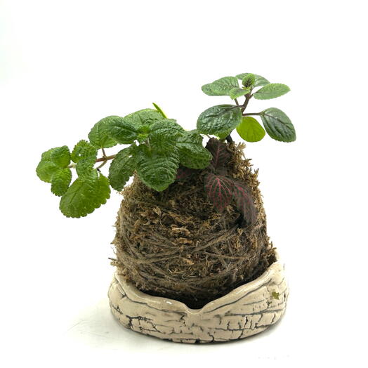 Кокедама из пилеи монетолистной (Pilea nummulariifolia)