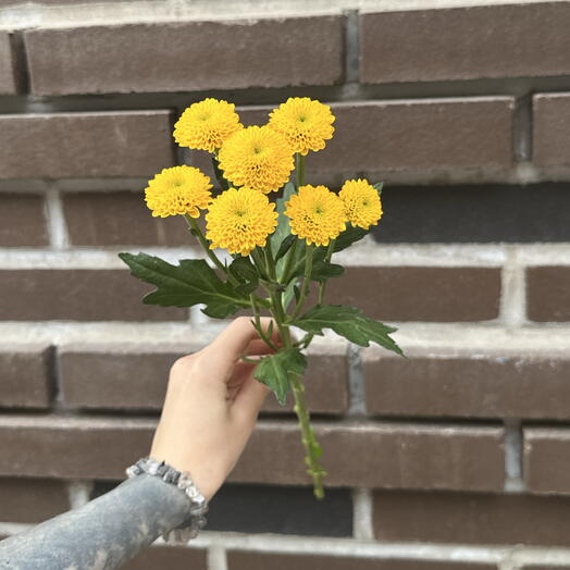 Сантини желтая