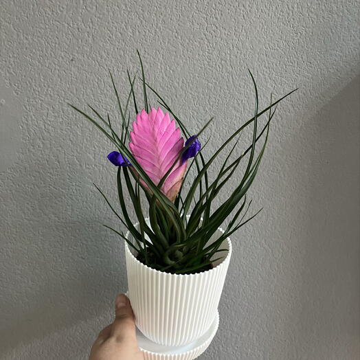 Тилландсия   в пластиковом кашпо
